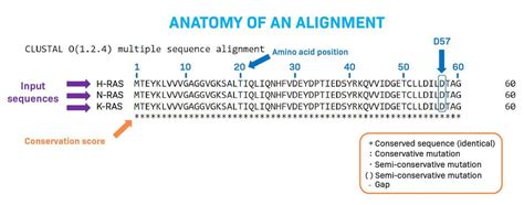 How To Interpret A Sequence Alignment LabXchange