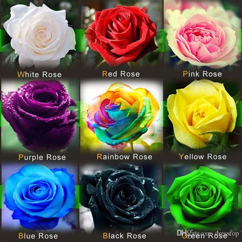 ROSE FLOWER 9 DIFFERENT COLOURS 5 SEEDS EACH (45 seeds) – Plantslive