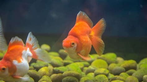 Ryukin Goldfish Care Guide - Aquarium Inside