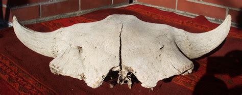 American Bison Skull - Ancient Or Plains? - Fossil ID - The Fossil Forum