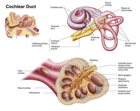 Anatomy of the cochlear duct in the human ear — physiology, ear drum ...