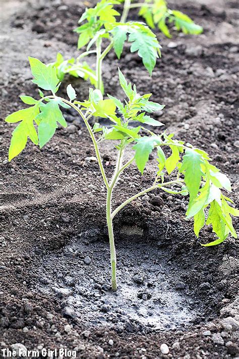 Transplanting Tomato Seedlings (Simple 10-Step Guide)