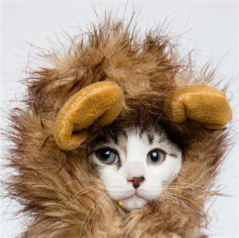 Cat Halloween Costumes - The Cutest Pet Costumes - Cool Stuff for Cats