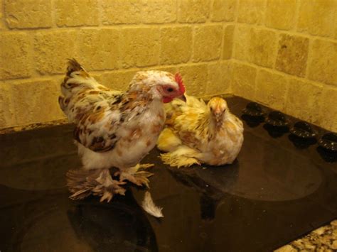 Mille Fleur Bantam Cochins chicks for sale | BackYard Chickens - Learn ...