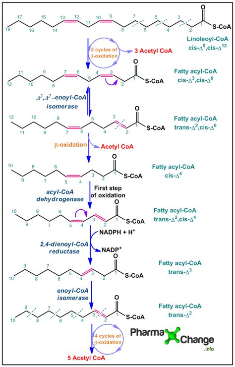 Oxidation of Unsaturated Fatty Acids | Biochemistry Notes ...