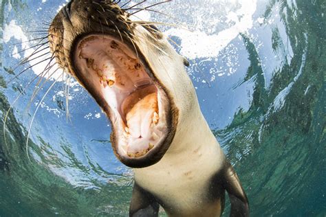 Playful Pinnipeds: A Gallery of Photo Contest Seals and Sea Lions ...