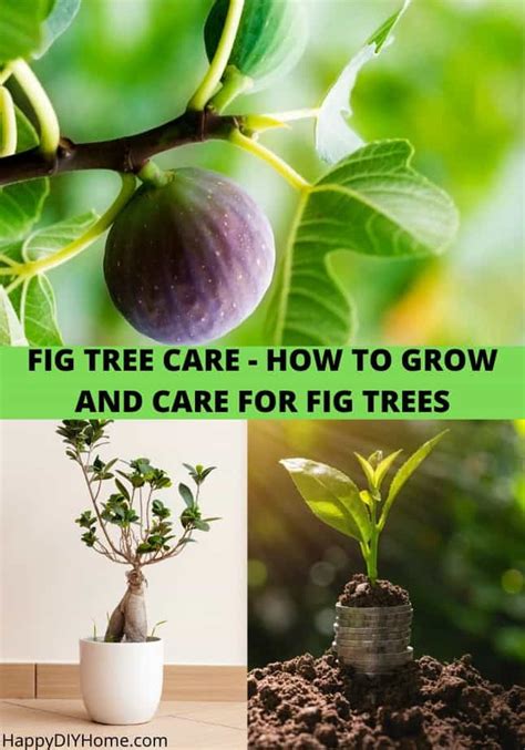 Fig Tree Care Guide - How to Grow Fig Tree | Happy DIY Home