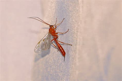 Ichneumon fly stock image. Image of orange, animals - 249121923