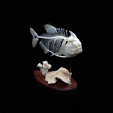 Red-bellied piranha skeleton by Exifia on DeviantArt