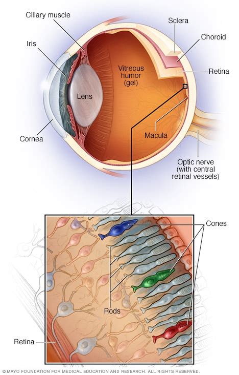 Retinal diseases - Symptoms and causes - Mayo Clinic