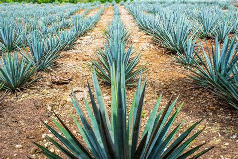 Agave Field at a Tequila Farm in Mexico Stock Image - Image of abstract ...