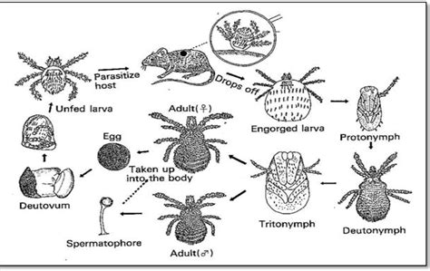 Taxonomy and ecology of parasitic chigger mites (Acari: Trombiculidae ...