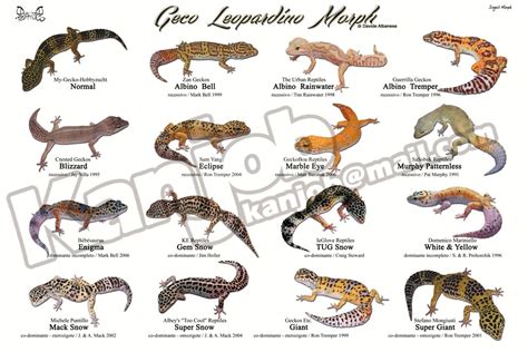 Common Leopard Gecko Morphs Greeting Card | ubicaciondepersonas.cdmx.gob.mx