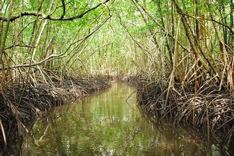 Science is Saving the Mangrove Forests | USDA