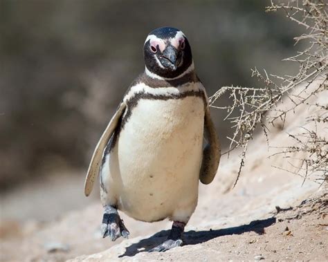 Magellanic Penguin - Facts, Diet, Habitat & Pictures on Animalia.bio