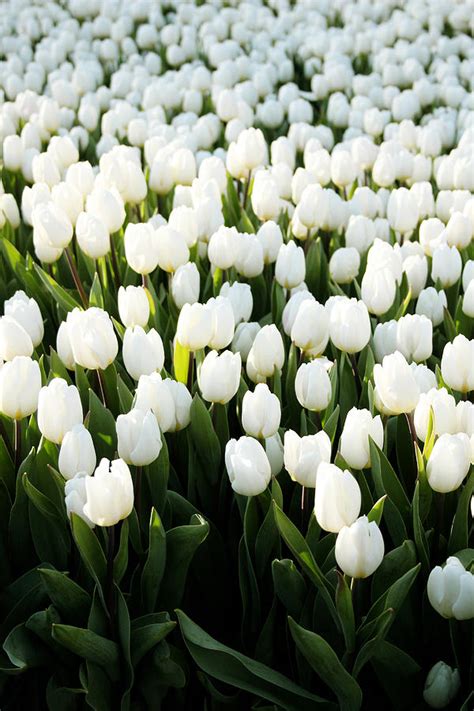 White Tulips In The Garden Photograph by Linda Woods