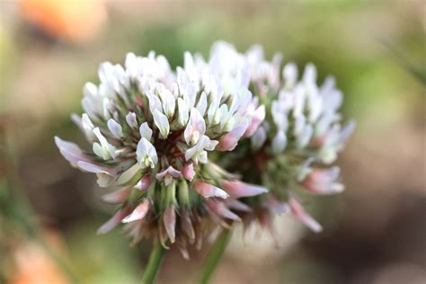 White Clover Seeds - The Plant Good Seed Company