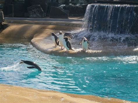 The Scottish Ramblings of an English Lass: Penguins rock at Edinburgh Zoo!