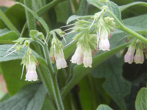 Wild Comfrey - Lincoln Landscaping