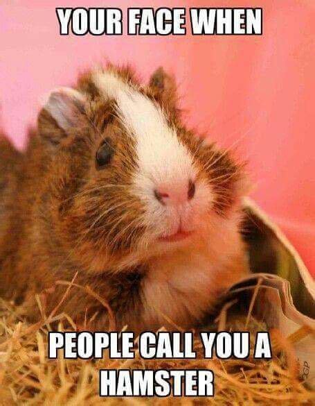 42 best Guinea Pig Meme Board images on Pinterest | Guinea pigs, Pig ...