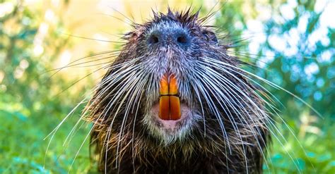 Beaver Teeth: Everything You Need To Know - A-Z Animals