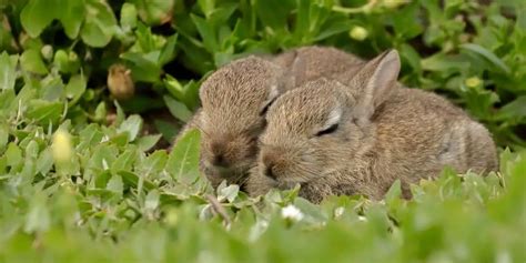 How do you know if your rabbit is sleeping? | Hutch and Cage