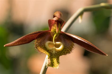 Catasetum saccatum care and culture | Travaldo's blog