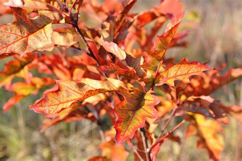 Autumn Red Leaves - Free photo on Pixabay - Pixabay