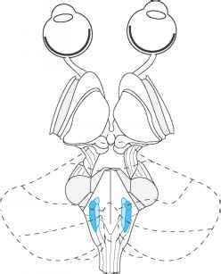 Vestibular Nuclei And Central Vestibular Pathways - Medical Physiology