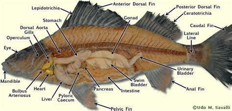 Internal Anatomy Of A Perch - The Anatomy Stories