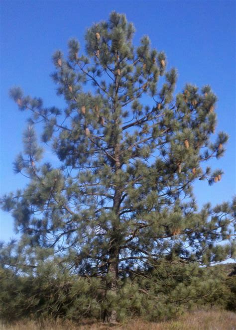 Coulter Pine Tree Facts, Distribution, Uses, Pictures