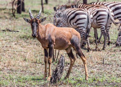 Serengeti Wildlife - HawkeBackpacking.com