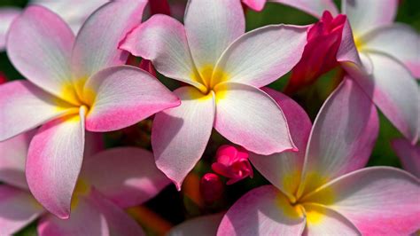 Beautiful Hawaiian Flowers Wallpaper Images - WallpaperSafari