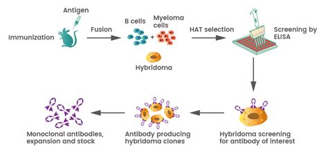 Describe How Specific Antibodies Are Generated for Use in Research ...