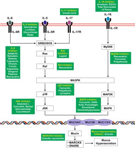 MAPK mediated signaling pathway induced by interleukins leading to ...