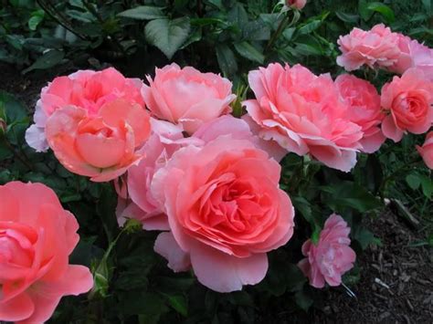 Floribunda Rose 'Passionate Kisses'. Rosa. 3-4' tall.