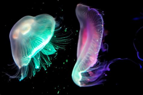 Bioluminiscencia en seres vivos #Noticias #ESCAT #Animales