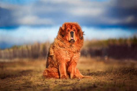 Characteristics of the Tibetan Mastiff: A Guard Dog With Fluff ...