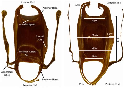 Skate egg case terminology and measurements. | Download Scientific Diagram