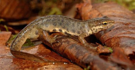 What Do Newts Eat? 10+ Foods They Enjoy - A-Z Animals