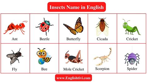 Insect Names: List Of Insects Name In English With Pictures, 58% OFF