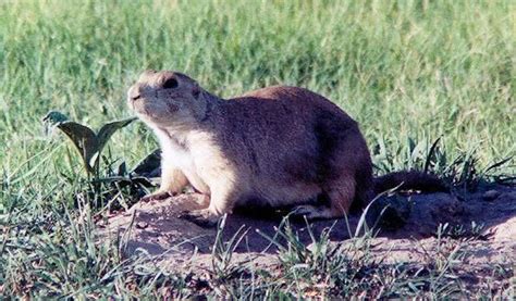 Prairie Dog State Park, Kansas | State parks, Prairie dog, Wildlife