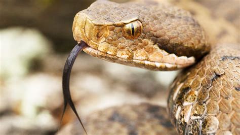 The most venomous animals on Earth, ranked - CNET