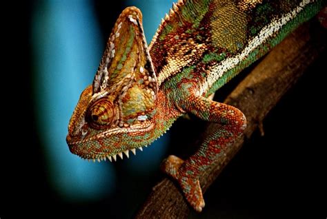 What Colors Can A Chameleon Turn? - ReptileStartUp.com