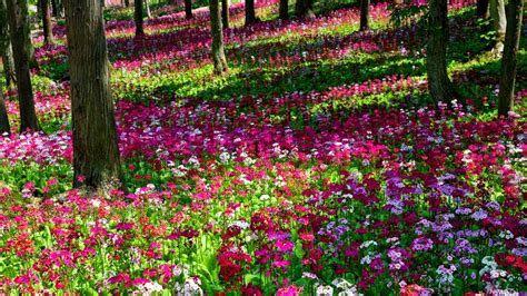 Charming Spring Bloom: HD Wallpaper of Vibrant Flowering Forest