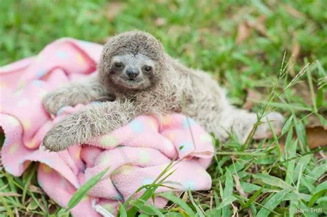 5 sloth facts explained: Swimming, squeaking and more