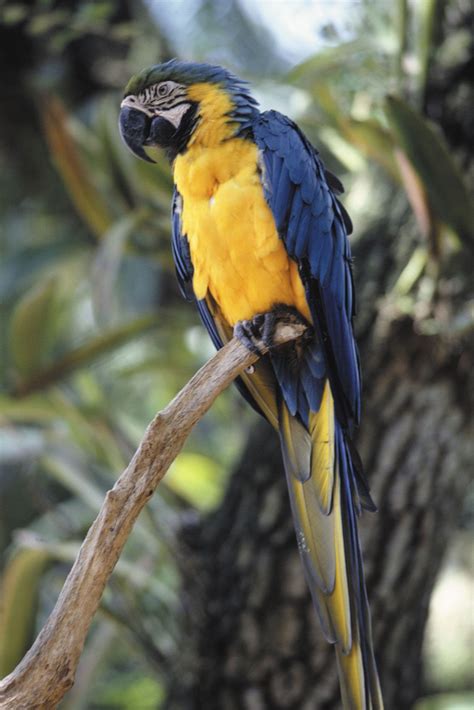 Macaw | Diet, Habitat, & Facts | Britannica