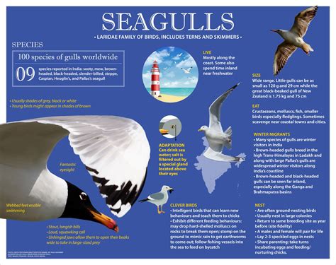 Seagulls: Facts, Habitat, Threats