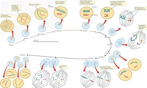 Prophase I - Definition, Stages and Quiz | Biology Dictionary