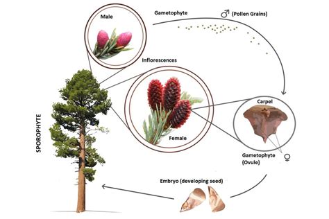 Gymnosperms: Definition, Examples, and Reproduction